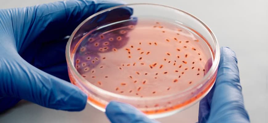 Antibiotic-Resistant Bacteria: What They Are and How Scientists Are Combating Them