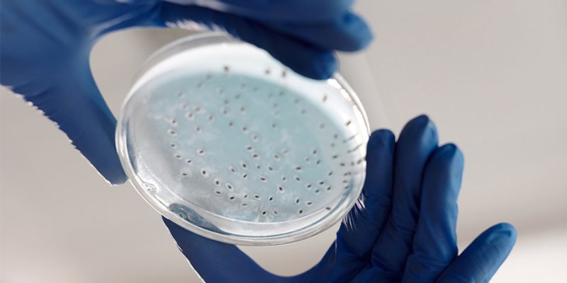 UVA Scientists Target Dangerous, Antibiotic-Resistant Bacteria